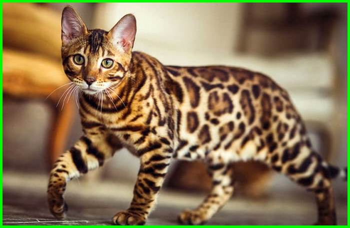 Daftar Harga Kucing Bengal Bulan November 2021 Terbaru